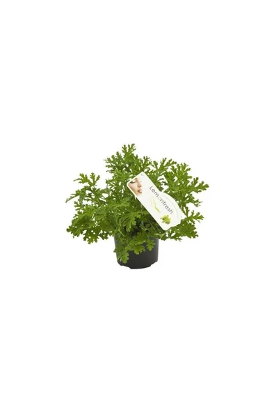 Saksıda Limon Kokulu Itır Fidanı 10-20 Cm ürün görseli 1