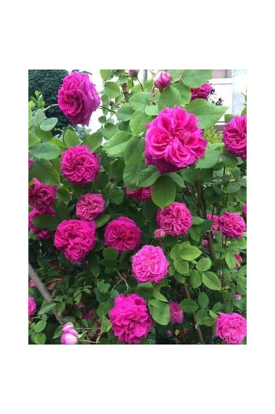 Isparta Gül Fidanı 10-20 cm - Resim 3