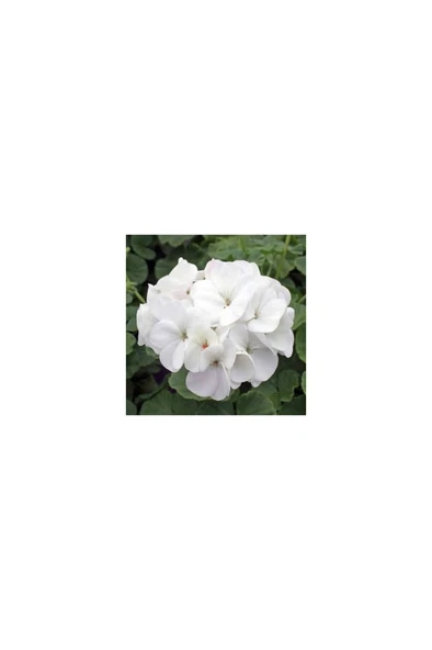 Store Beyaz Sardunya Fidesi Fidanı Geranium Maverick White 10-20 cm ürün görseli 1