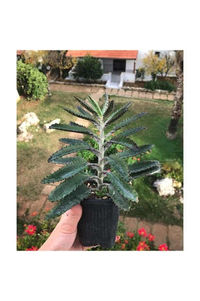 Büyük Boy Aşkın Gözyaşı Çiçeği 10-20 Cm ürün görseli 1
