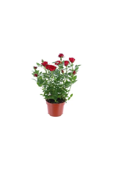 Yediveren Kırmızı Gül Fidanı Yediveren Red Rose 10-20 cm ürün görseli 1