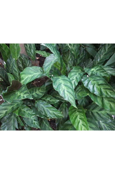 Calathea Louisae Dua Çiçeği Fidanı 10-20 cm ürün görseli 1