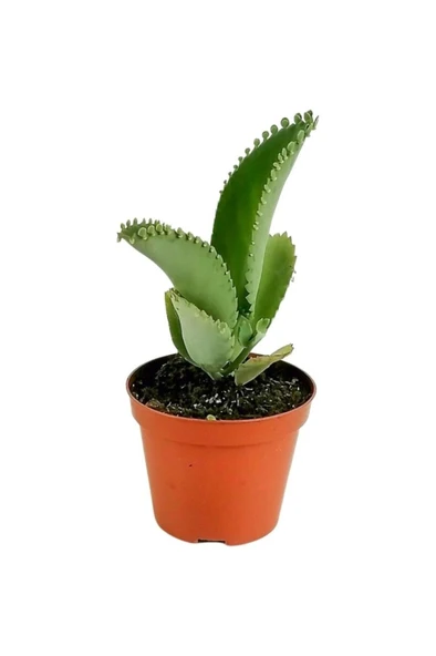 Aşkın Gözyaşı Çiçeği Mini (Kalanchoe Daigremontiana) ürün görseli 1