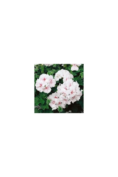 Pelargonium Peltatum Sakız Sardunya Fidanı 10-20 Cm ürün görseli 1