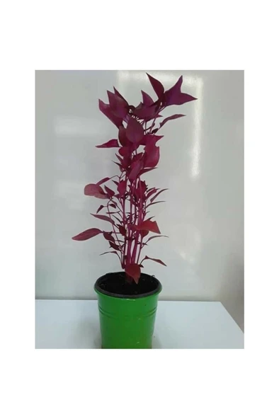 Çingene Şalvarı Fidesi Fidanı 10-20 cm ürün görseli 1