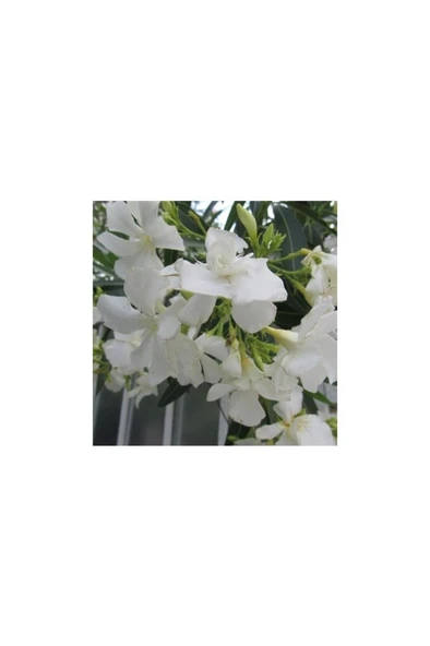Beyaz Çiçekli Zakkum Fidanı 40-60 cm ürün görseli 1