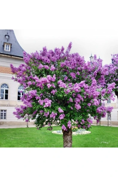 Leylak Lilac Fidanı 30-60 cm ürün görseli 1