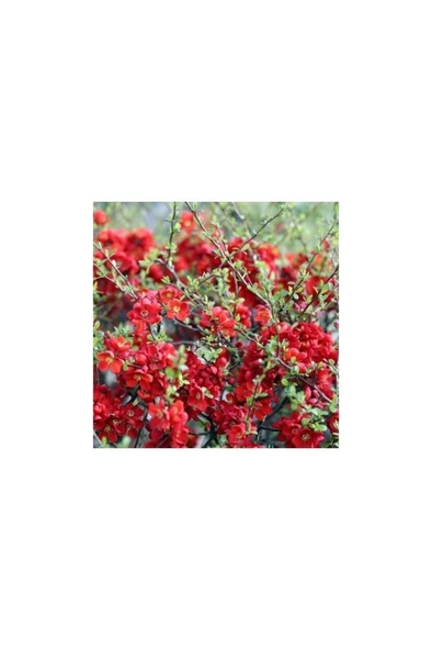 Bahar Dalı Çiçeği Fidanı 40-60 Cm ürün görseli 1