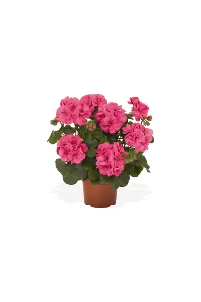 Sardunya Çiçeği Fidanı Pembe 10-20 Cm ürün görseli 1