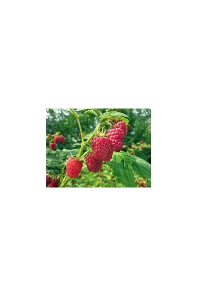 Frambuaz ( Ahududu) Fidanı Fidesi 30-60 cm ürün görseli 1