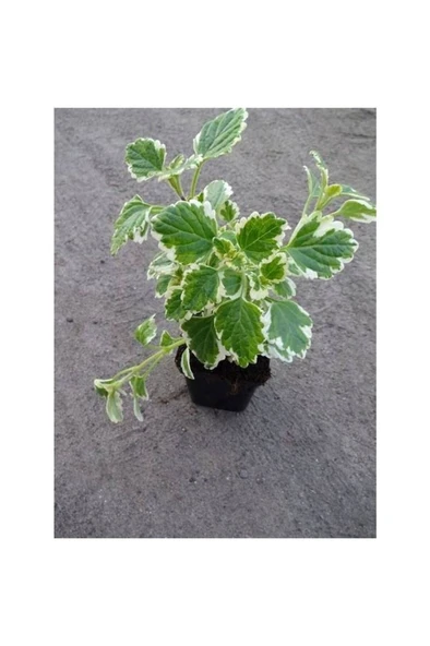 Saksılı Yoğun Kokulu Benjamin (PLECTRANTHUS FORSTERİ) 10-20 cm ürün görseli 1