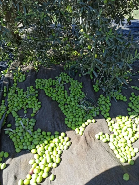 Taş Kırma Yeşil Zeytin 3000 gr - Resim 3