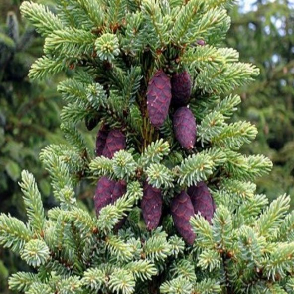 Picea Likiangensis Çin Ladini Tohumu (10 Tohum) ürün görseli 1