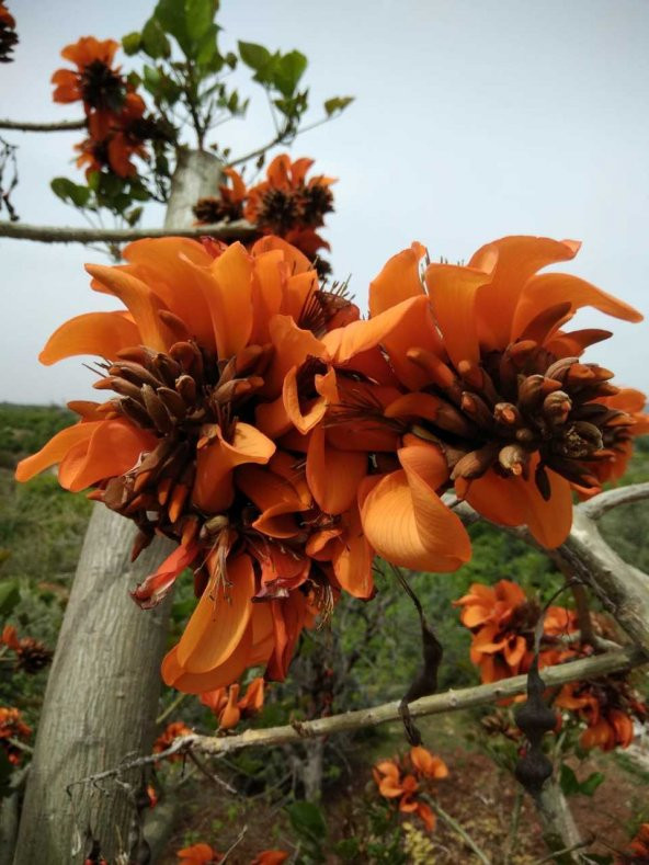 Erythrina Caffra Mercan Ağacı Tohumu (3 tohum) ürün görseli 1