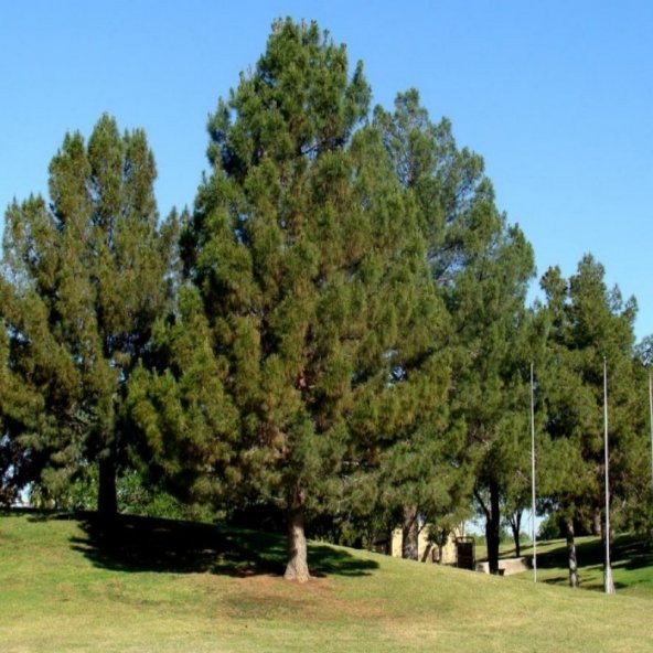 Pinus Elderica İran Çamı Tohumu (10 Tohum) ürün görseli 1