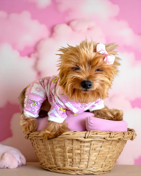 Teddy Toad Penye Köpek Tulum Pijama ürün görseli 1