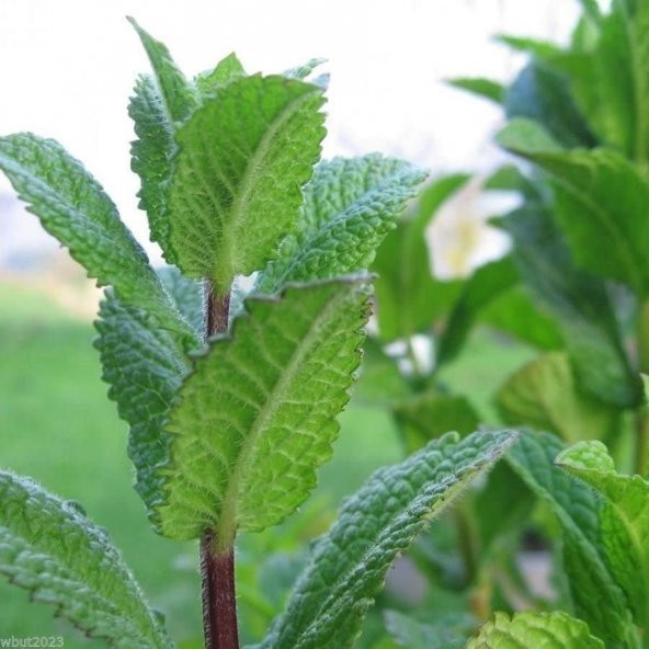 Yoğun Kokulu Mentha Nane Fidesi Mentha Mint (5 Adet) ürün görseli 1