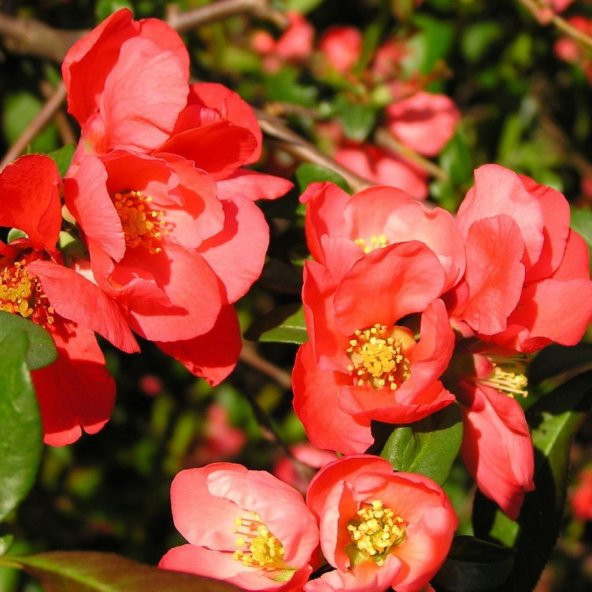 Tüplü Japanese Quince Japon Ayvası Fidanı ürün görseli 1