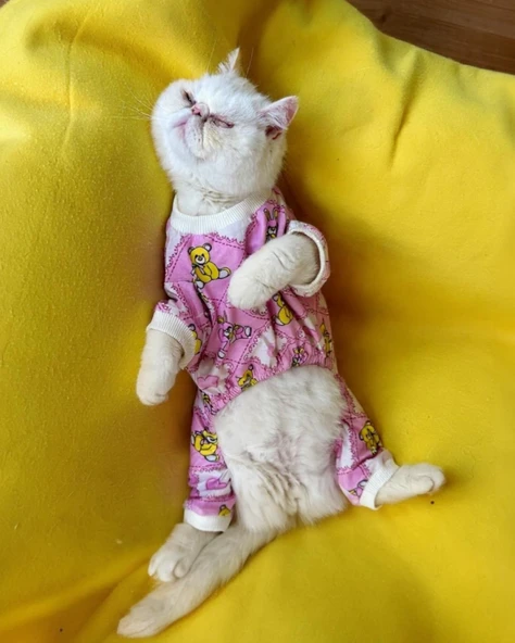 Teddy Toad Penye Kedi Tulum Pijama - Resim 5
