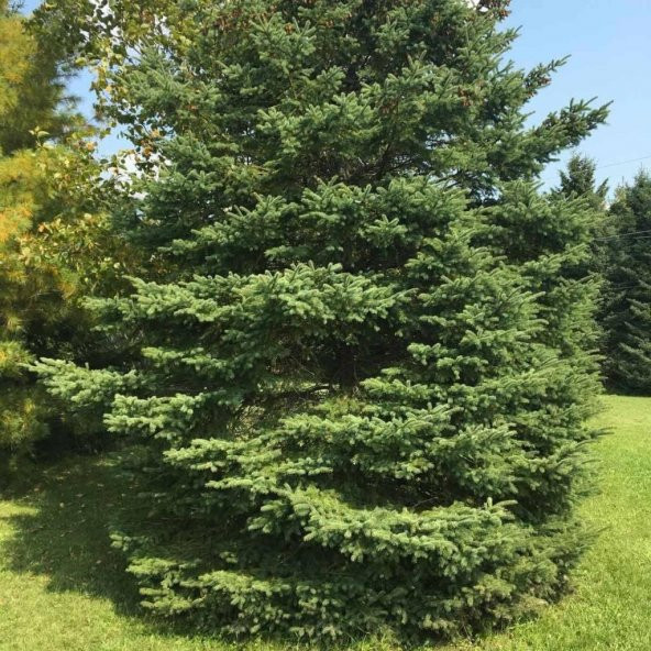 White Spruce Beyaz Ladin Tohumu (10 Adet) ürün görseli 1