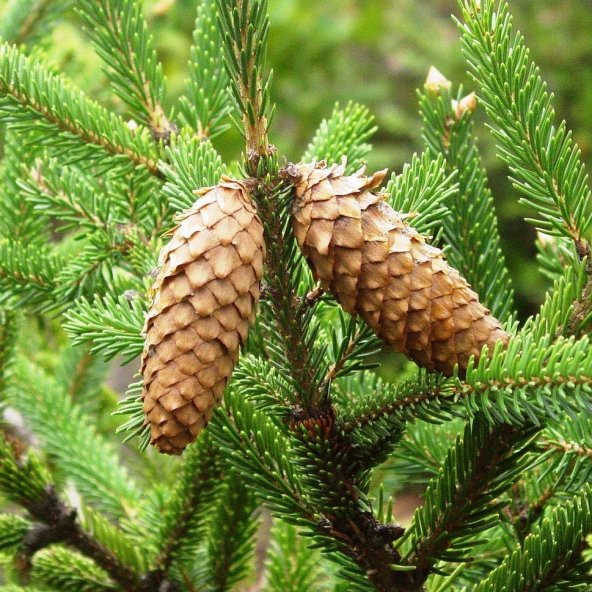 Çin Ladini Tohumu Picea Likiangensis (10 Adet) ürün görseli 1