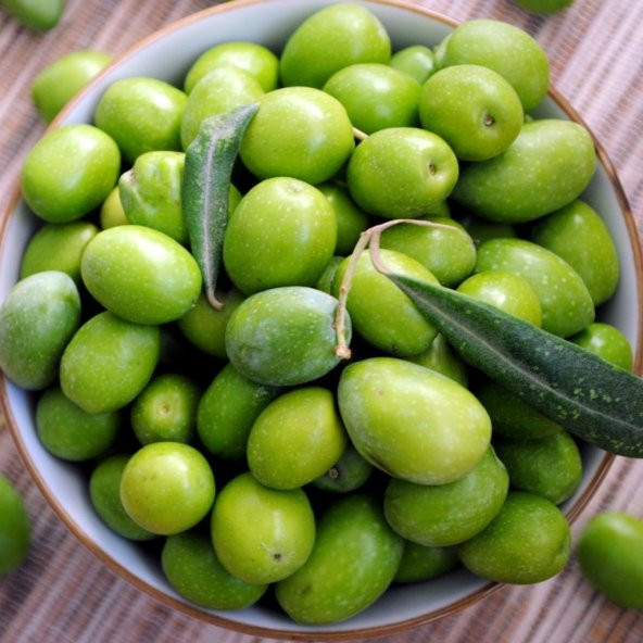Yüksek Kalibre Aşılı Kırmalık Çekişte Zeytin Fidanı ürün görseli 1