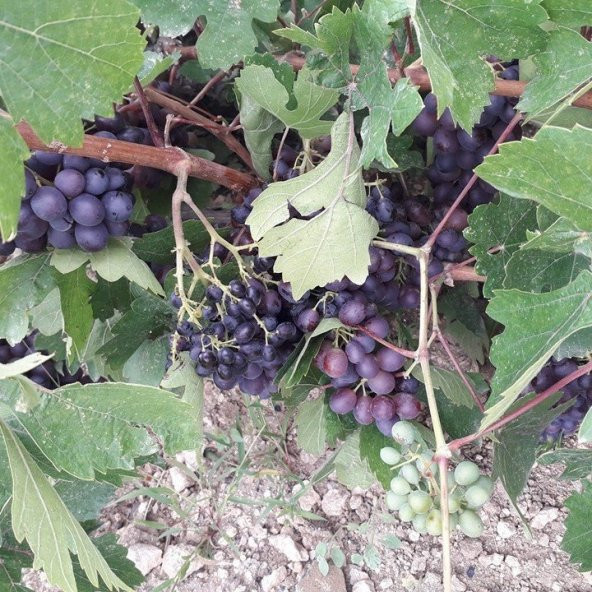 Tüplü Hevenklik Nevşehir Mor Bulut Üzüm Fidanı ürün görseli 1