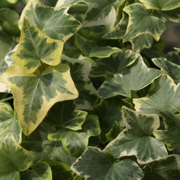 Hedera Helix Anne Maria Alacalı Herdem Yeşil Sarmaşık Fidanı (80-120 cm) ürün görseli 1