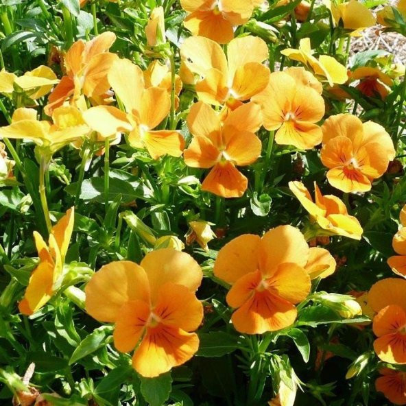 Chantreyland Cornuta Violet Menekşe Çiçeği Tohumu (100 Tohum) ürün görseli 1