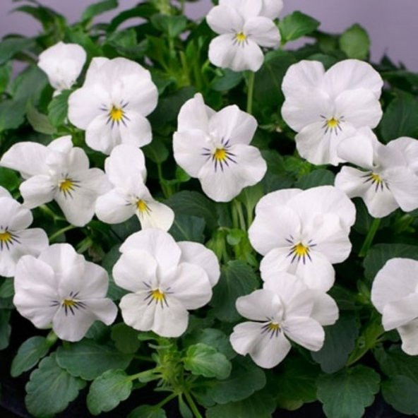White Cornuta Violet Menekşe Çiçeği Tohumu (100 tohum) ürün görseli 1