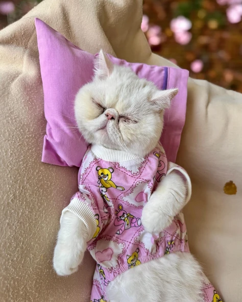 Toad Teddy Penye Kedi Tulum ve Yastık Takım Uyku Seti ürün görseli 1