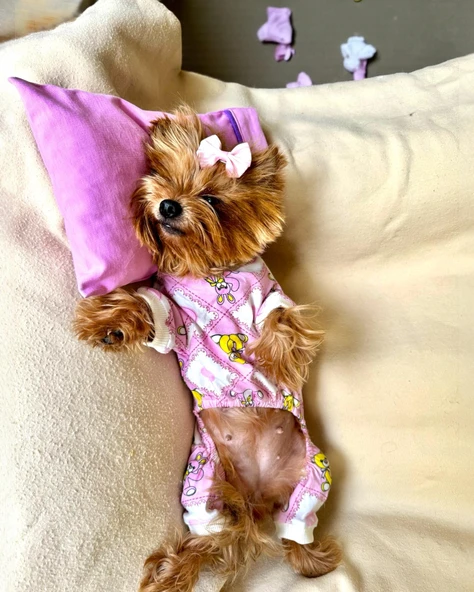 Toad Teddy Penye Tulum Yastık Takım Uyku Set Köpek Tulum Elbise ürün görseli 1