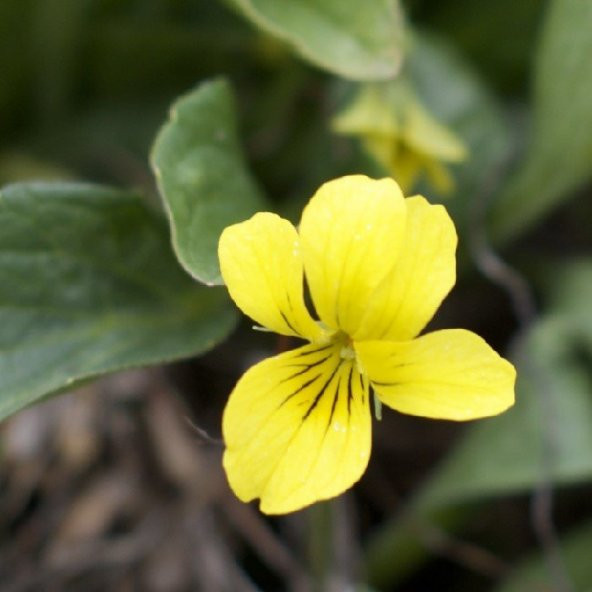 Golden Gate Violet Menekşe Çiçeği Tohumu (100 tohum) ürün görseli 1