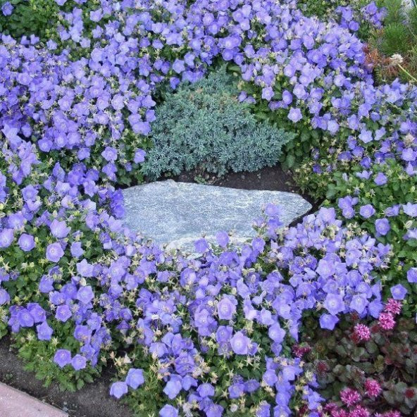 Dark Blue Isabella Campanula Çan Çiçeği Tohumu (100 tohum) ürün görseli 1