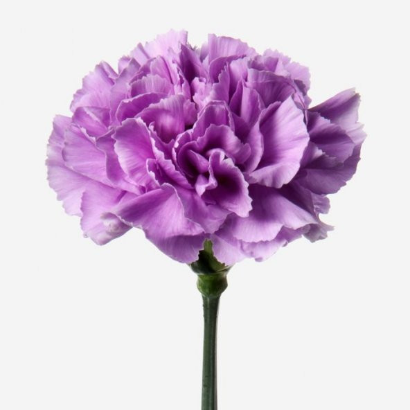 Chabaud Violet Katmerli Karanfil Çiçeği Tohumu (70 adet) ürün görseli 1