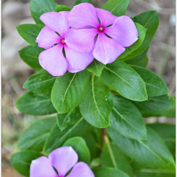 Vinca Soft Pink Rozet Çiçeği Tohumu (20 tohum) ürün görseli 1