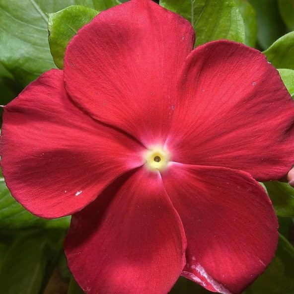 Vinca Deep Rose Rozet Çiçeği Tohumu (20 tohum) ürün görseli 1
