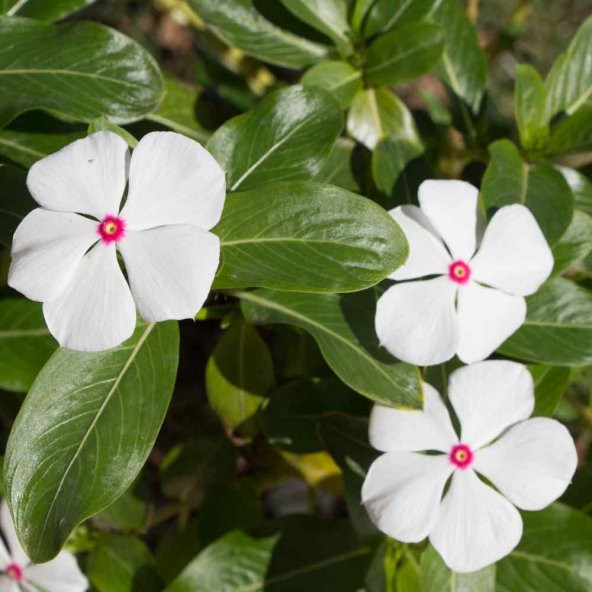 Vinca Bright Eyes Rozet Çiçeği Tohumu (20 tohum) ürün görseli 1