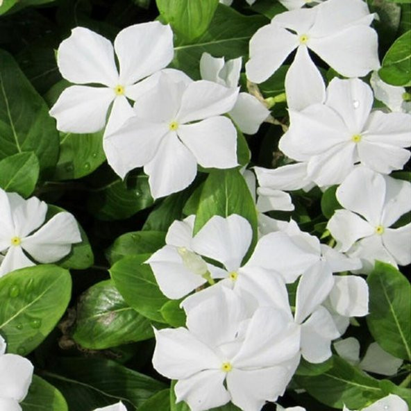 Vinca Pure White Rozet Çiçeği Tohumu (20 tohum) ürün görseli 1