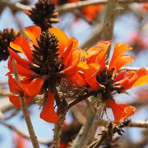 Özel Çeşit Mercan Ağacı (Erythrina Caffra) Tohumu (3 Adet) ürün görseli 1