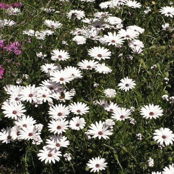 Beyaz Splendour Brachycome Çiçeği Tohumu (200 tohum) ürün görseli 1