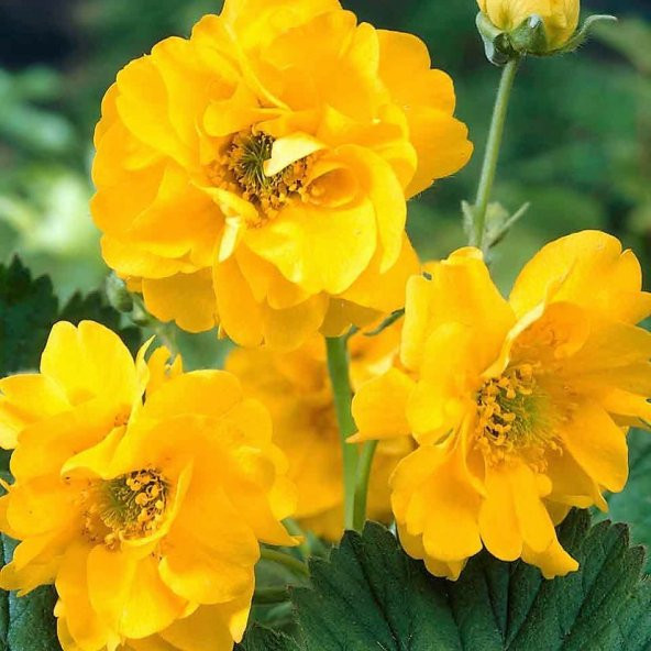 Soğuklara Dayanıklı Katmerli Yellow Beauty Geum Çiçeği Tohumu(20 tohum) ürün görseli 1