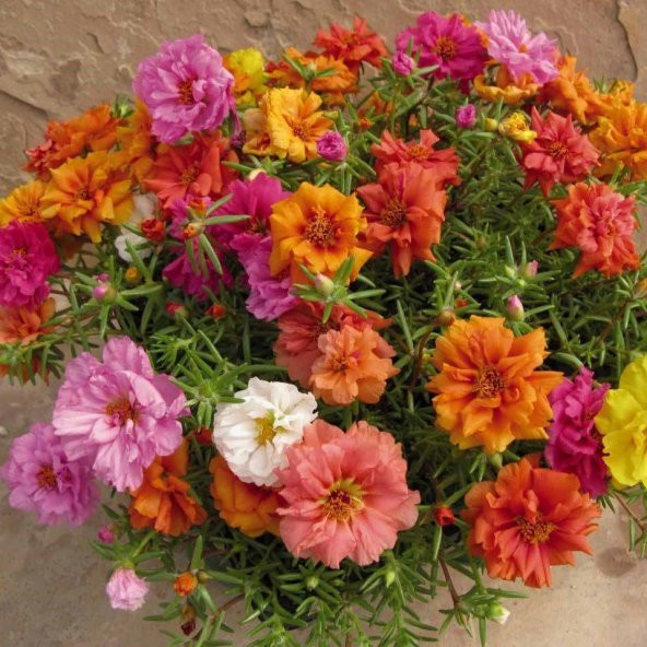Soğuklara Dayanıklı Katmerli Mixed Geum Çiçeği Tohumu (20 Tohum) ürün görseli 1