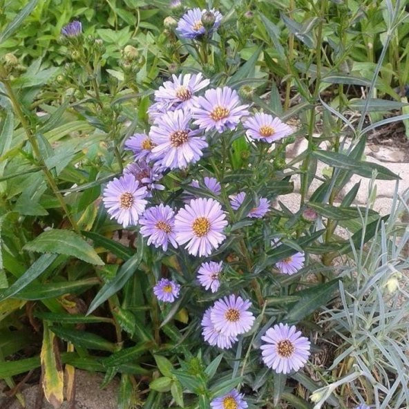 Clear Mavi Renkli Erigeron Çiçeği Tohumu (50 Tohum) ürün görseli 1