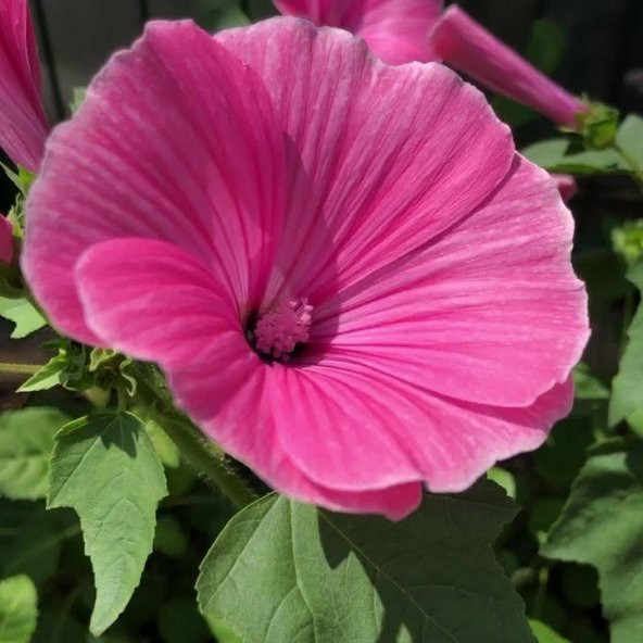 Lavatera Trimestris Regis Pembe Pamuk Çiçeği Tohumu (50 tohum) ürün görseli 1