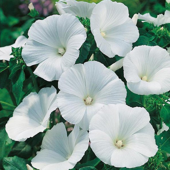 Lavatera Trimestris Regis Pure White Pamuk Çiçeği Tohumu(50 tohum) ürün görseli 1