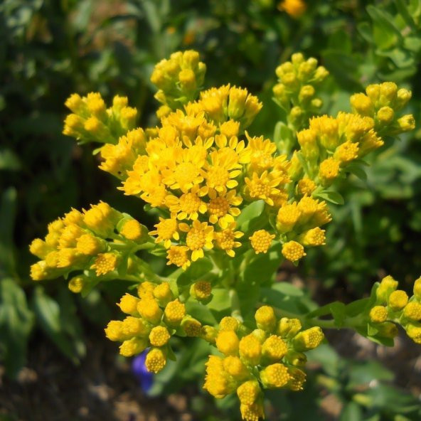 Stiff Goldenrod Çiçeği Tohumu(100 tohum) ürün görseli 1