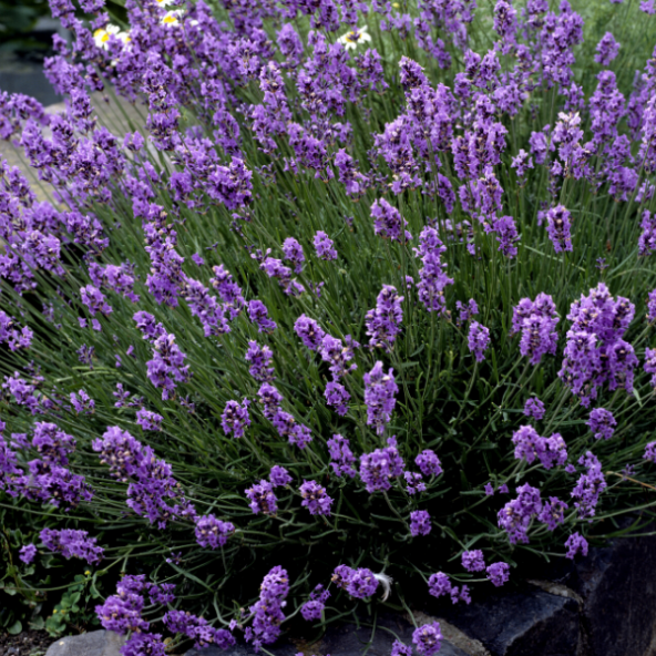 LavandulaAngustifolia Lavanta Çiçeği Tohumu(10 gram) ürün görseli 1