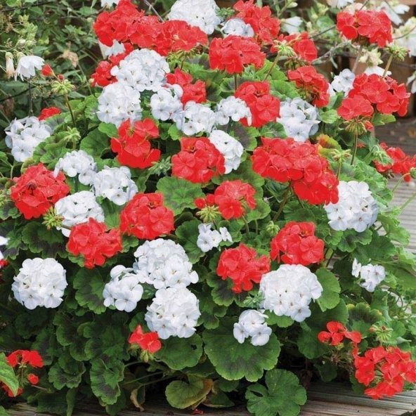 Colorama Karışık Renkli Hibrit Sardunya Çiçeği Tohumu (24 tohum) ürün görseli 1