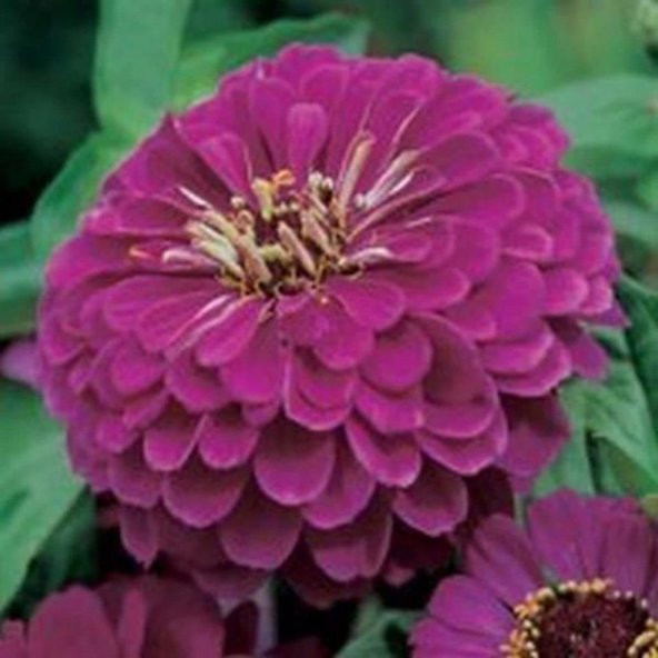 Super Elegans Purple Zinya Çiçeği Tohumu(40 tohum) ürün görseli 1